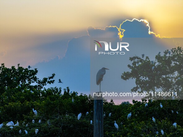 A large number of egrets are playing on the branches in Suqian, China, on August 17, 2024. 