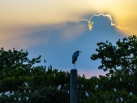 A large number of egrets are playing on the branches in Suqian, China, on August 17, 2024. (