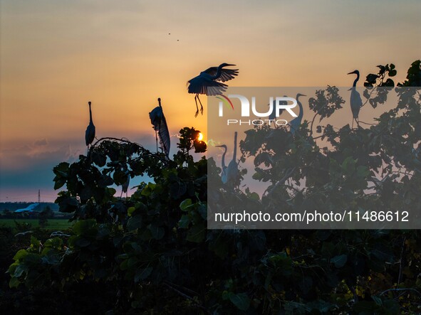 A large number of egrets are playing on the branches in Suqian, China, on August 17, 2024. 