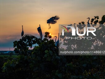 A large number of egrets are playing on the branches in Suqian, China, on August 17, 2024. (