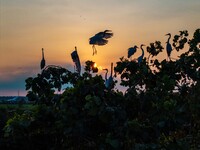 A large number of egrets are playing on the branches in Suqian, China, on August 17, 2024. (