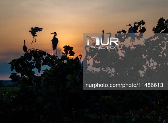 A large number of egrets are playing on the branches in Suqian, China, on August 17, 2024. 