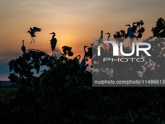 A large number of egrets are playing on the branches in Suqian, China, on August 17, 2024. (