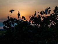 A large number of egrets are playing on the branches in Suqian, China, on August 17, 2024. (