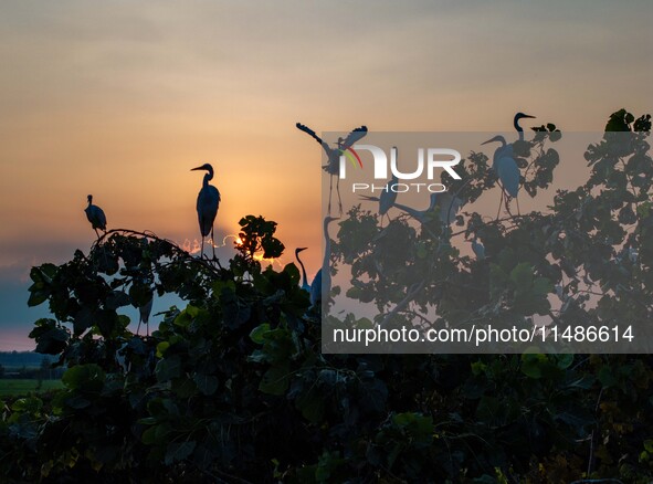 A large number of egrets are playing on the branches in Suqian, China, on August 17, 2024. 