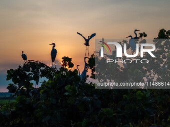 A large number of egrets are playing on the branches in Suqian, China, on August 17, 2024. (