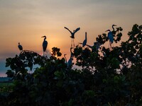 A large number of egrets are playing on the branches in Suqian, China, on August 17, 2024. (