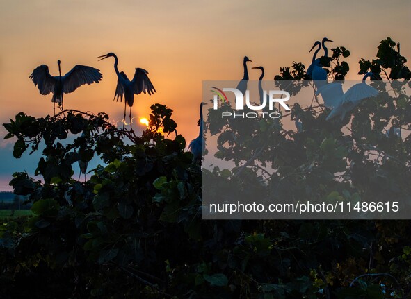 A large number of egrets are playing on the branches in Suqian, China, on August 17, 2024. 