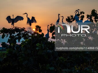 A large number of egrets are playing on the branches in Suqian, China, on August 17, 2024. (