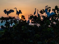 A large number of egrets are playing on the branches in Suqian, China, on August 17, 2024. (