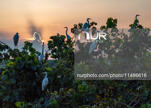 A large number of egrets are playing on the branches in Suqian, China, on August 17, 2024. 