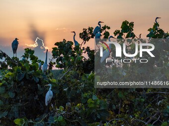 A large number of egrets are playing on the branches in Suqian, China, on August 17, 2024. (