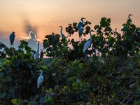 A large number of egrets are playing on the branches in Suqian, China, on August 17, 2024. (