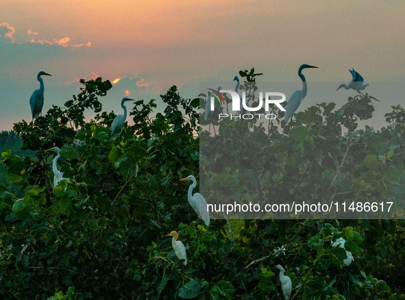 A large number of egrets are playing on the branches in Suqian, China, on August 17, 2024. 