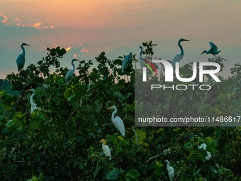 A large number of egrets are playing on the branches in Suqian, China, on August 17, 2024. (