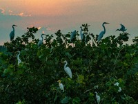 A large number of egrets are playing on the branches in Suqian, China, on August 17, 2024. (