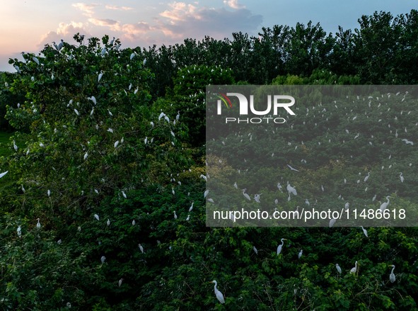 A large number of egrets are playing on the branches in Suqian, China, on August 17, 2024. 