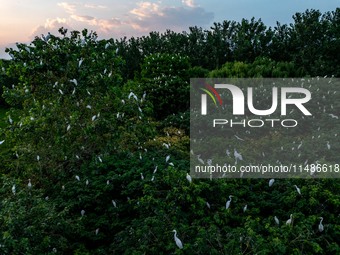 A large number of egrets are playing on the branches in Suqian, China, on August 17, 2024. (