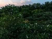 A large number of egrets are playing on the branches in Suqian, China, on August 17, 2024. (