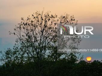 A large number of egrets are playing on the branches in Suqian, China, on August 17, 2024. (