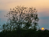 A large number of egrets are playing on the branches in Suqian, China, on August 17, 2024. (