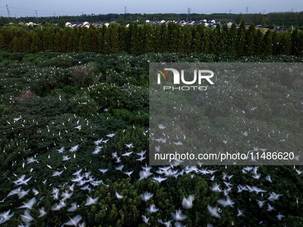 A large number of egrets are playing on the branches in Suqian, China, on August 17, 2024. 