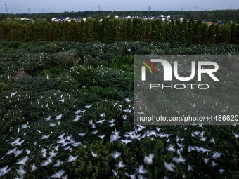 A large number of egrets are playing on the branches in Suqian, China, on August 17, 2024. (