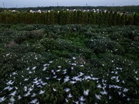 A large number of egrets are playing on the branches in Suqian, China, on August 17, 2024. (