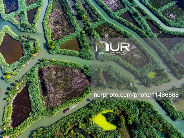 Tourists are riding boats through the Hongze Lake wetland maze in Huai 'an city, Jiangsu province, China, on August 17, 2024. 