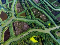 Tourists are riding boats through the Hongze Lake wetland maze in Huai 'an city, Jiangsu province, China, on August 17, 2024. (