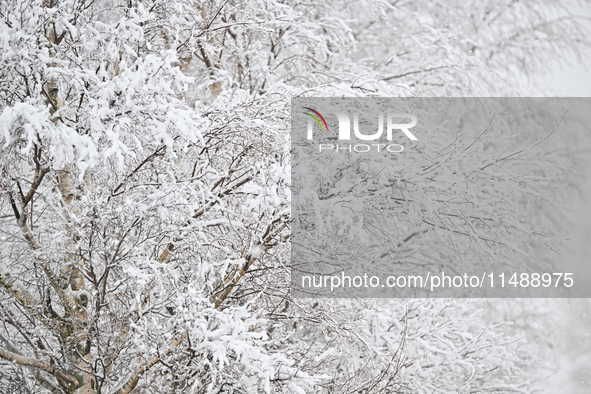 A snow-covered tree is being seen during heavy snowfall in Springfield, in the Selwyn District of Canterbury, in the South Island, New Zeala...