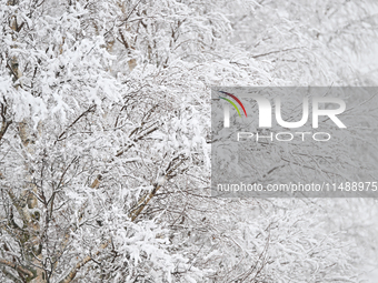 A snow-covered tree is being seen during heavy snowfall in Springfield, in the Selwyn District of Canterbury, in the South Island, New Zeala...