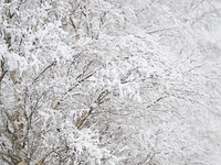 A snow-covered tree is being seen during heavy snowfall in Springfield, in the Selwyn District of Canterbury, in the South Island, New Zeala...