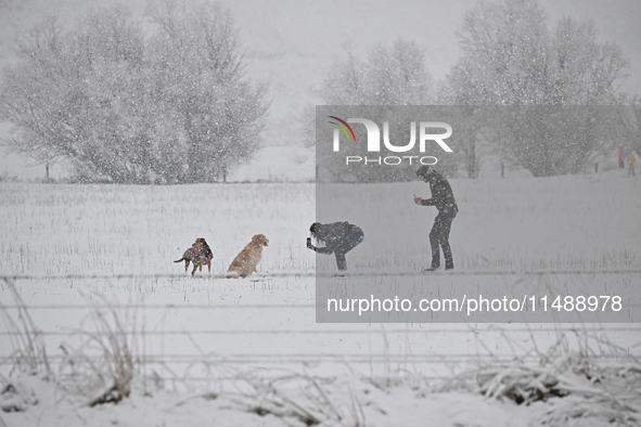 A couple is taking pictures of their dogs during heavy snowfall in Springfield, in the Selwyn District of Canterbury, in the South Island, N...