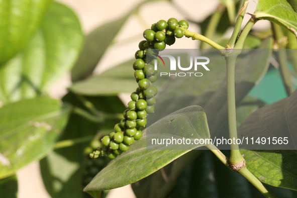 Peppercorns are growing on a black pepper plant in Pattom, Marappalam, Thiruvananthapuram (Trivandrum), Kerala, India, on March 29, 2024. 