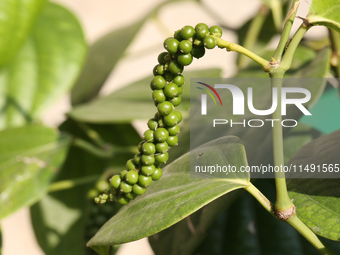 Peppercorns are growing on a black pepper plant in Pattom, Marappalam, Thiruvananthapuram (Trivandrum), Kerala, India, on March 29, 2024. (