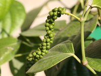 Peppercorns are growing on a black pepper plant in Pattom, Marappalam, Thiruvananthapuram (Trivandrum), Kerala, India, on March 29, 2024. (