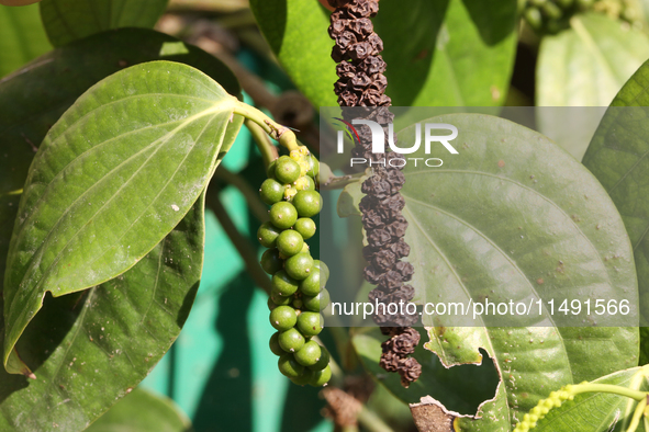 Peppercorns are growing on a black pepper plant in Pattom, Marappalam, Thiruvananthapuram (Trivandrum), Kerala, India, on March 29, 2024. 