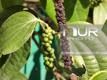 Peppercorns are growing on a black pepper plant in Pattom, Marappalam, Thiruvananthapuram (Trivandrum), Kerala, India, on March 29, 2024. (