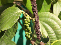 Peppercorns are growing on a black pepper plant in Pattom, Marappalam, Thiruvananthapuram (Trivandrum), Kerala, India, on March 29, 2024. (