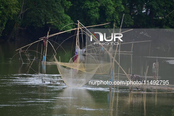 A villager is lifting a fishing net to catch fish on a river in Nagaon District of Assam, India, on August 19, 2024. 