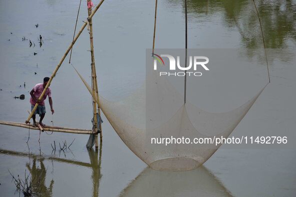 A villager is lifting a fishing net to catch fish on a river in Nagaon District of Assam, India, on August 19, 2024. 