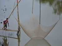 A villager is lifting a fishing net to catch fish on a river in Nagaon District of Assam, India, on August 19, 2024. (