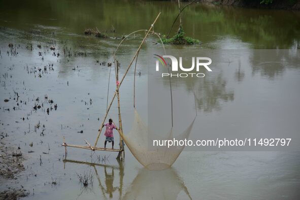 A villager is lifting a fishing net to catch fish on a river in Nagaon District of Assam, India, on August 19, 2024. 