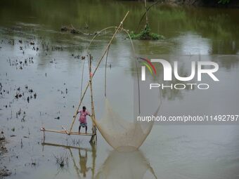 A villager is lifting a fishing net to catch fish on a river in Nagaon District of Assam, India, on August 19, 2024. (