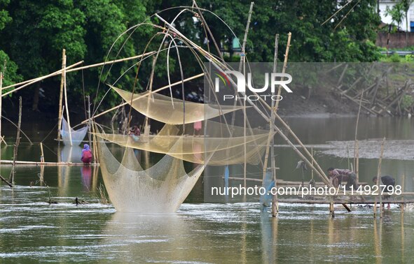 A villager is lifting a fishing net to catch fish on a river in Nagaon District of Assam, India, on August 19, 2024. 