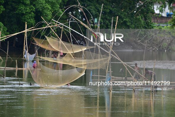 A villager is lifting a fishing net to catch fish on a river in Nagaon District of Assam, India, on August 19, 2024. 