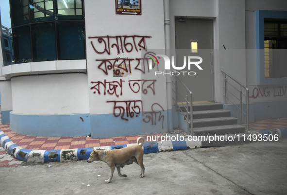 A dog is passing next to a mural with slogans inside Kolkata Medical College and Hospital campus condemning the rape and murder of a trainee...