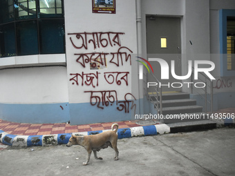 A dog is passing next to a mural with slogans inside Kolkata Medical College and Hospital campus condemning the rape and murder of a trainee...