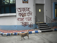 A dog is passing next to a mural with slogans inside Kolkata Medical College and Hospital campus condemning the rape and murder of a trainee...